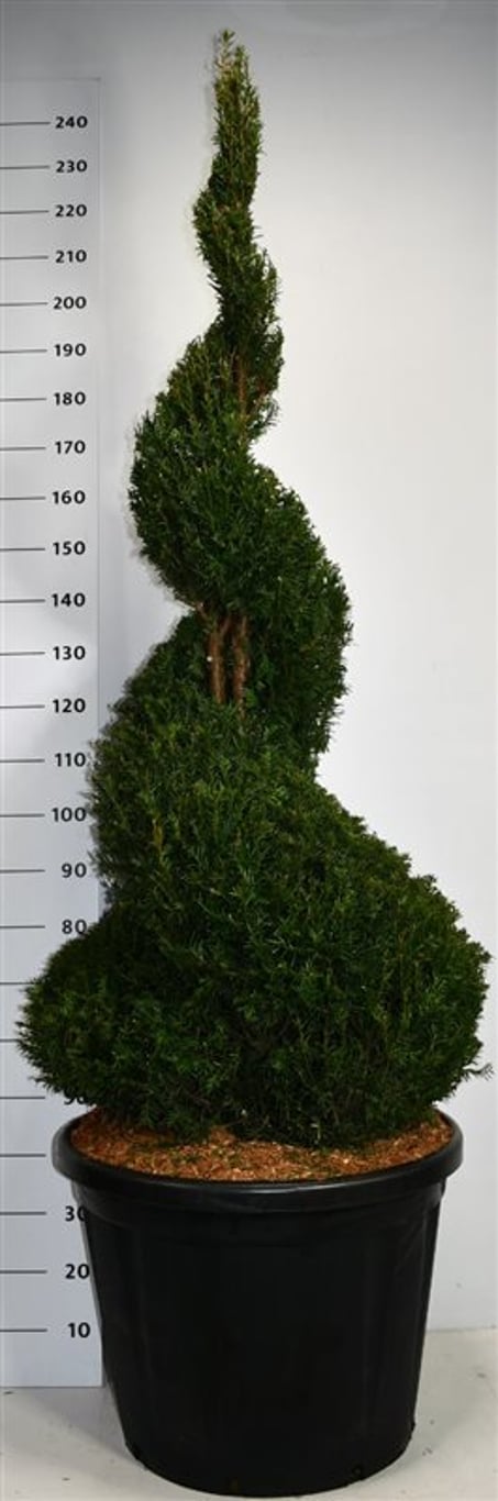 Taxus baccata - 175-200 CM Spiral Cont.